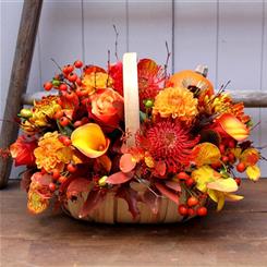 Cornucopia 